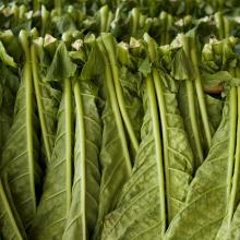 Coltivazione del tabacco e essiccazione delle foglie
